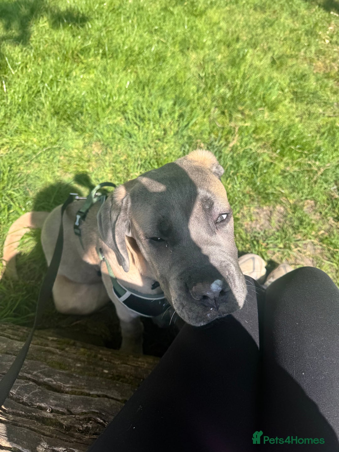 Cane Corso dogs for sale: Male Cane Corso - Image 14