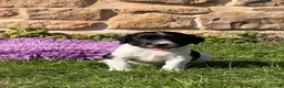 English Springer Spaniel dogs for sale: B/W PLAYFUL LITTER SPRINGER SPANIELS,HEALTH TESTED - Advert 18