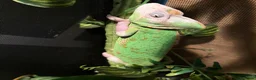 Chameleon reptiles for sale: chameleon to a good home  - Advert 3