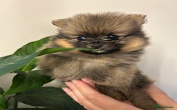 Pomeranian dogs for sale: Kc reg. Show quality 3 Pomeranian girls - Image 11