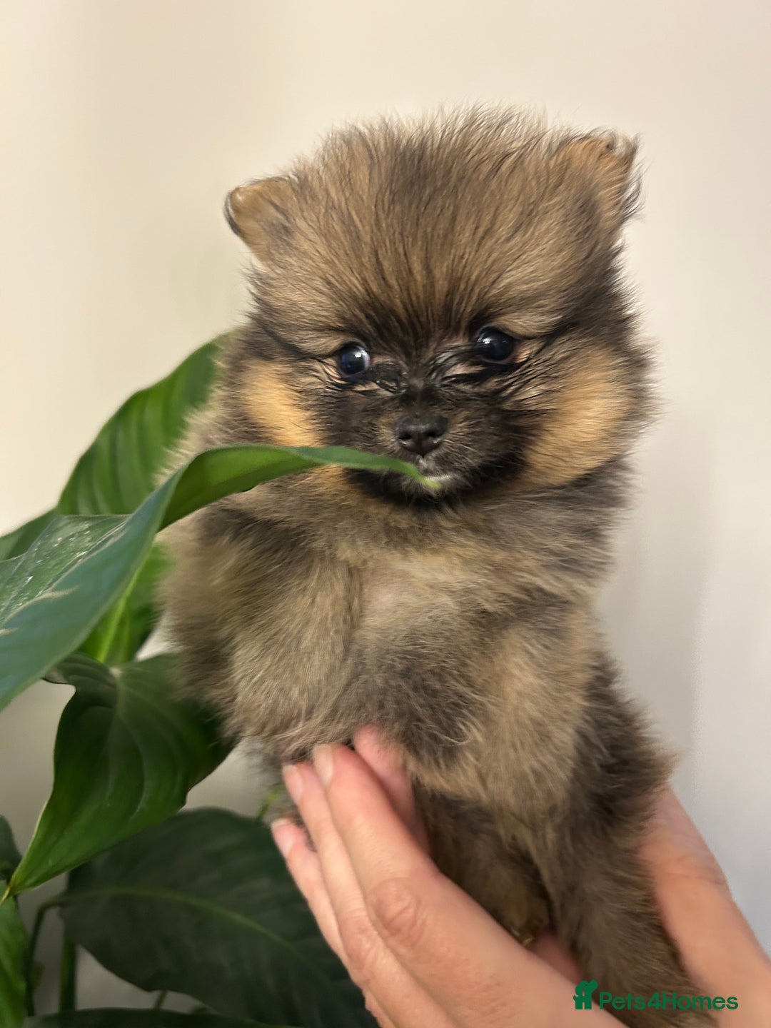 Pomeranian dogs for sale: Kc reg. Show quality 3 Pomeranian girls - Image 11