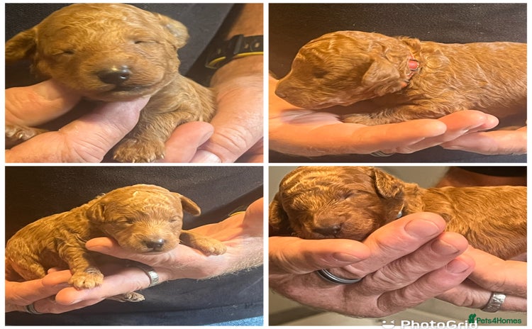 Miniature Poodle dogs - Advert 14