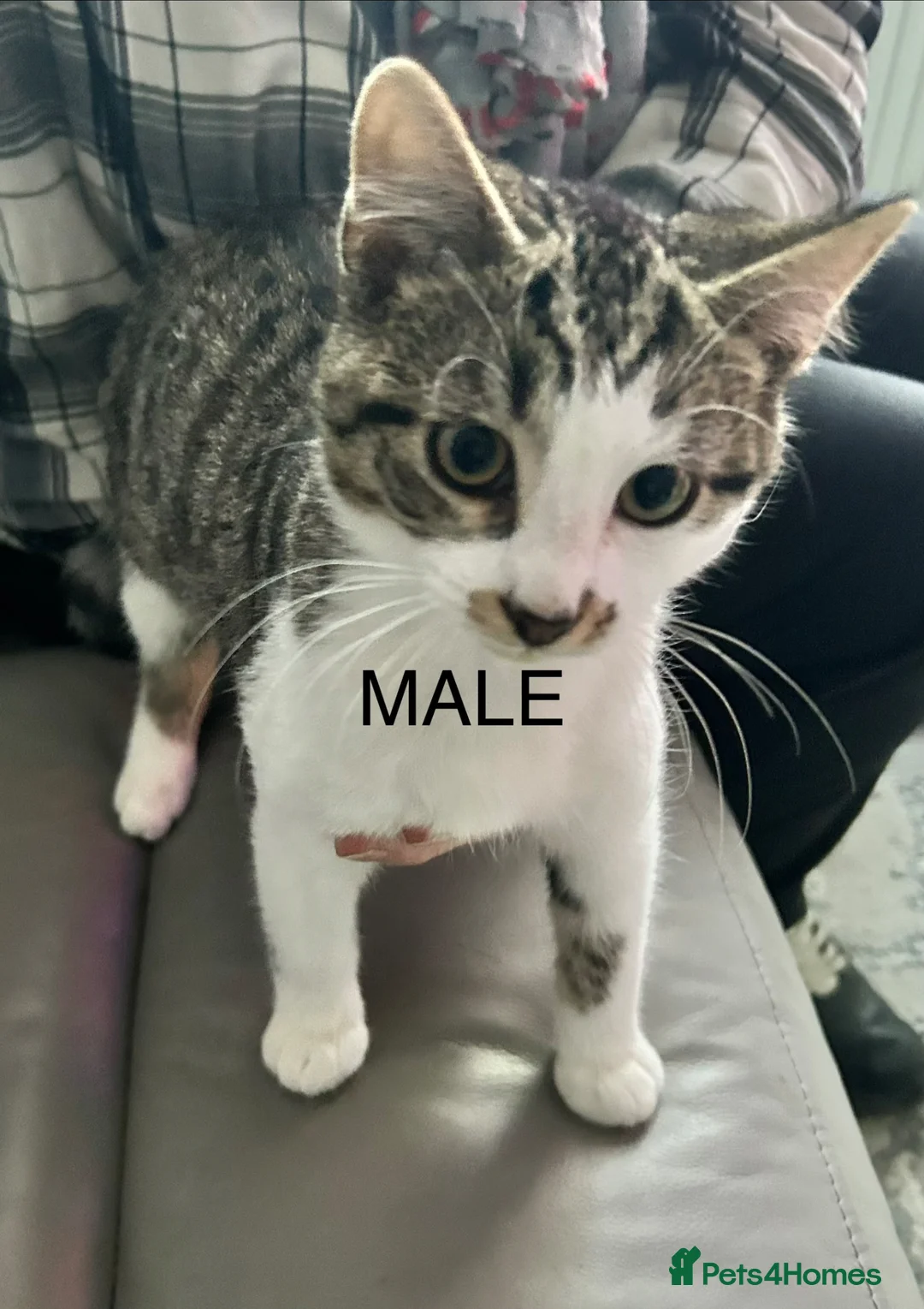 Domestic Shorthair cats for sale: Domestic shorthair ? Female  - Advert 1
