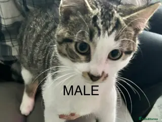 Domestic Shorthair cats Domestic shorthair ? Female - Advert 13