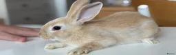 Mixed Breed rabbits for sale: Stunning, Hand-Reared Bunnies Seeking Forever home - Advert 7