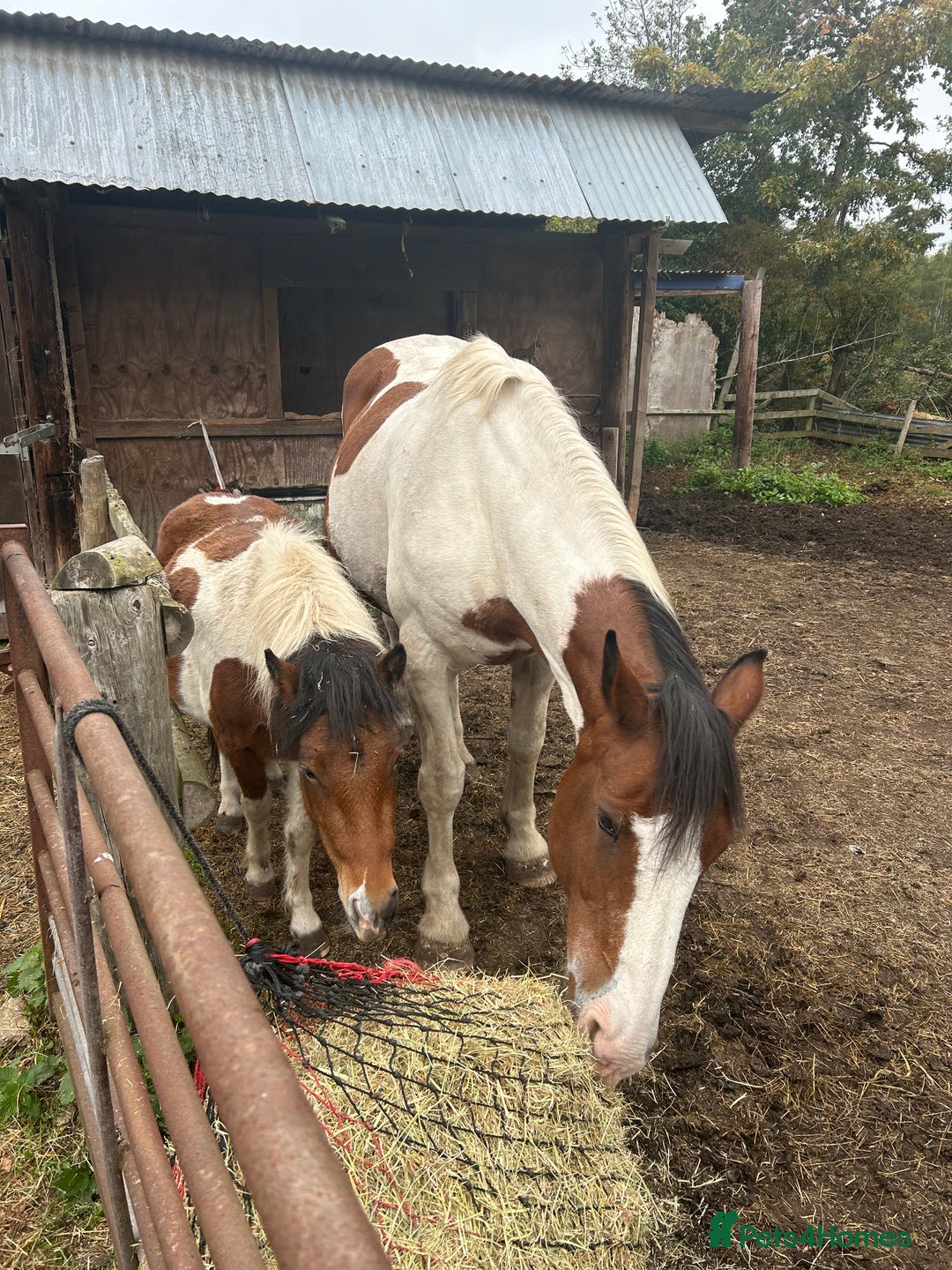 Irish Sports horses for sale: 🔆PROJECT HORSE SELLING FROM FIELD 🔆 - Advert 6