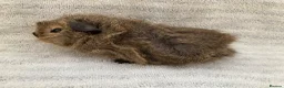 Guinea Pig rodents for sale: Pretty female guinea-pigs - Advert 6