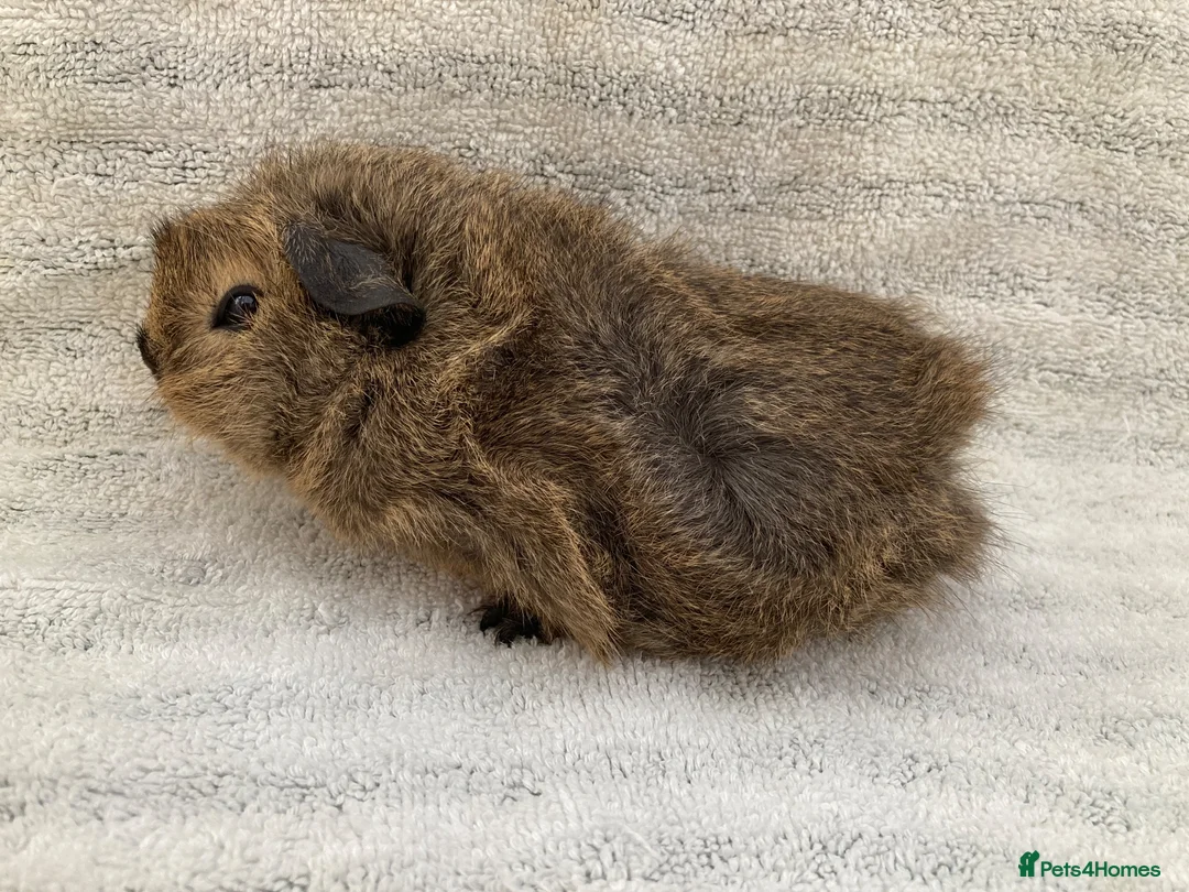 Guinea Pig rodents for sale: Pretty female guinea-pigs - Advert 6