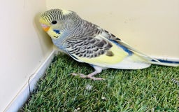 Budgerigars birds for sale: Beautiful baby budgies for sale  - Image 13
