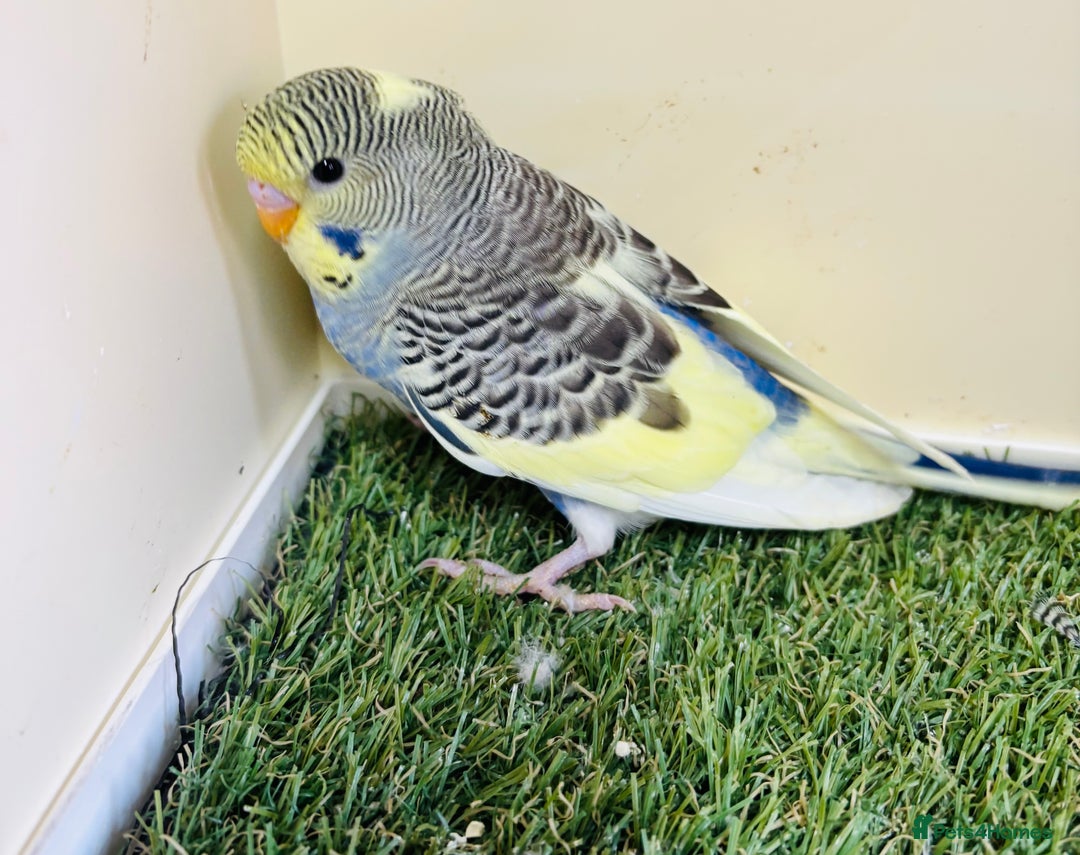 Budgerigars birds for sale: Beautiful baby budgies for sale  - Image 13