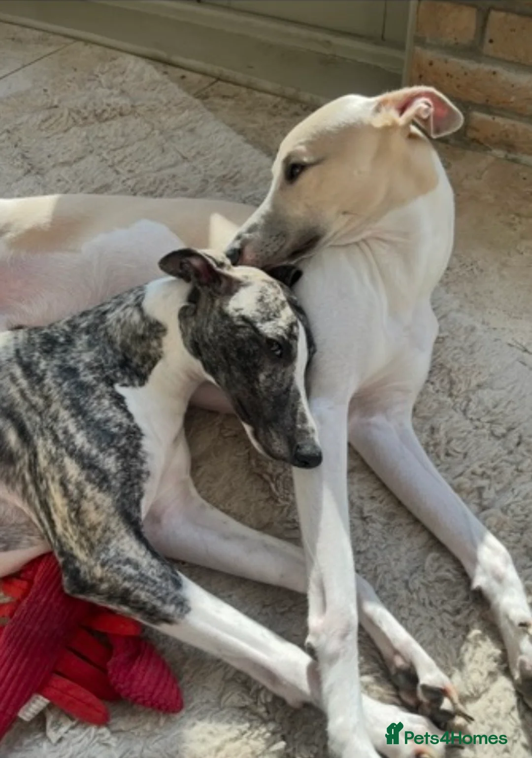 Whippet dogs for sale: KC REGISTERED Whippet puppies for Sale - Advert 1