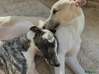Whippet dogs KC REGISTERED Whippet puppies for Sale - Advert 3