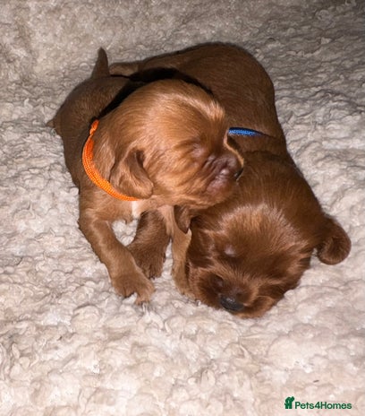 Mixed Breed dogs Ruby red cockaliers - Advert 1