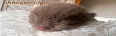 cinamon girl
