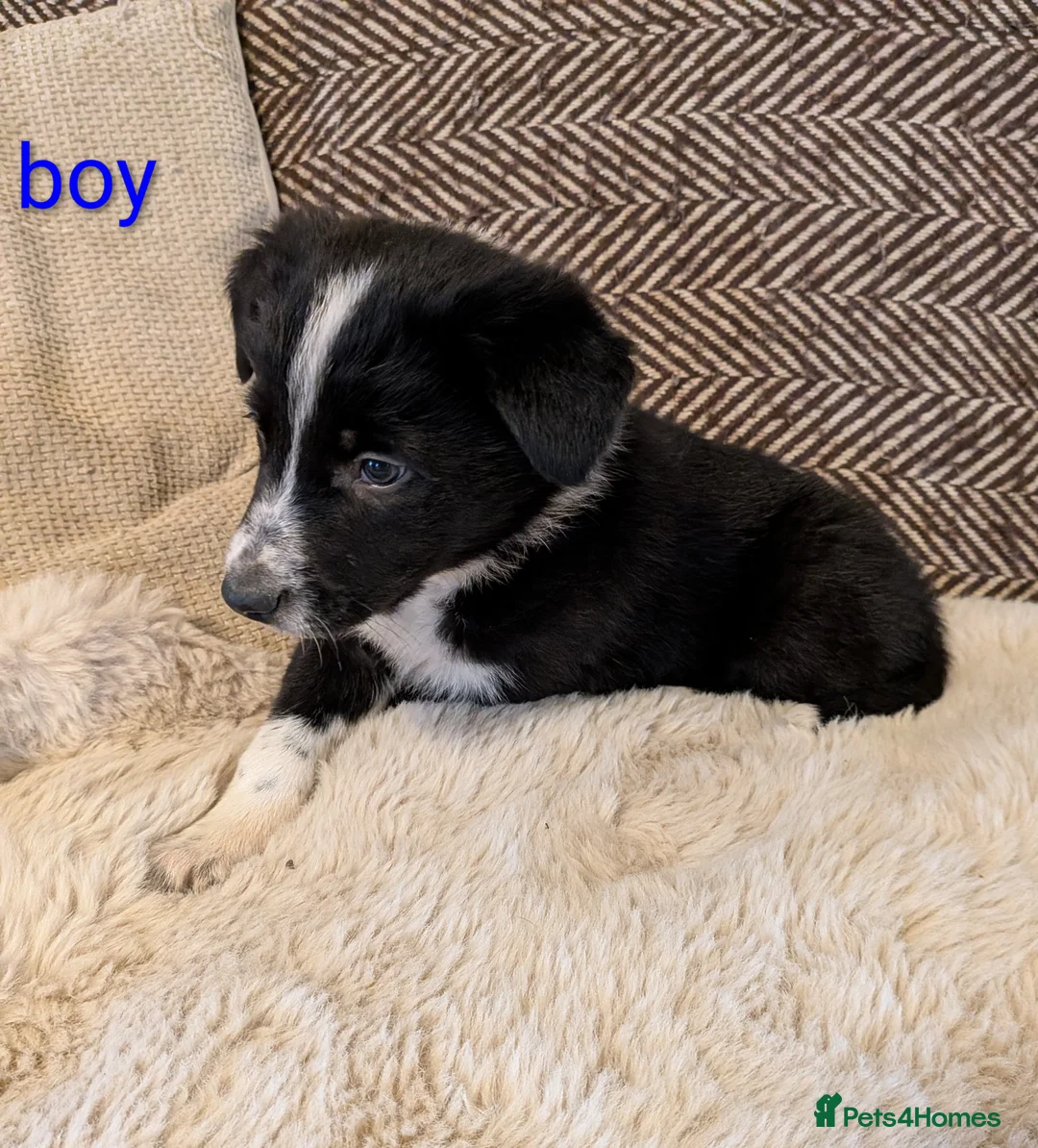 Border Collie dogs for sale: Collie puppies for sale - Advert 4