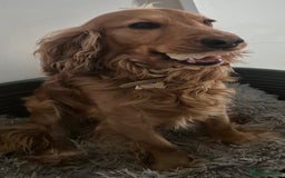 Cocker Spaniel dogs for sale:  Loving 1-Year-Old Cocker Spaniel Boy in Croydon - Image 3
