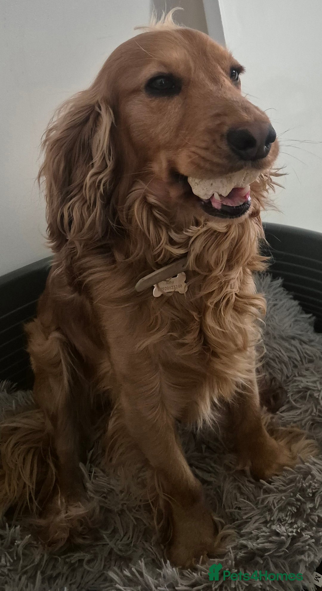 Cocker Spaniel dogs for sale:  Loving 1-Year-Old Cocker Spaniel Boy in Croydon - Image 3