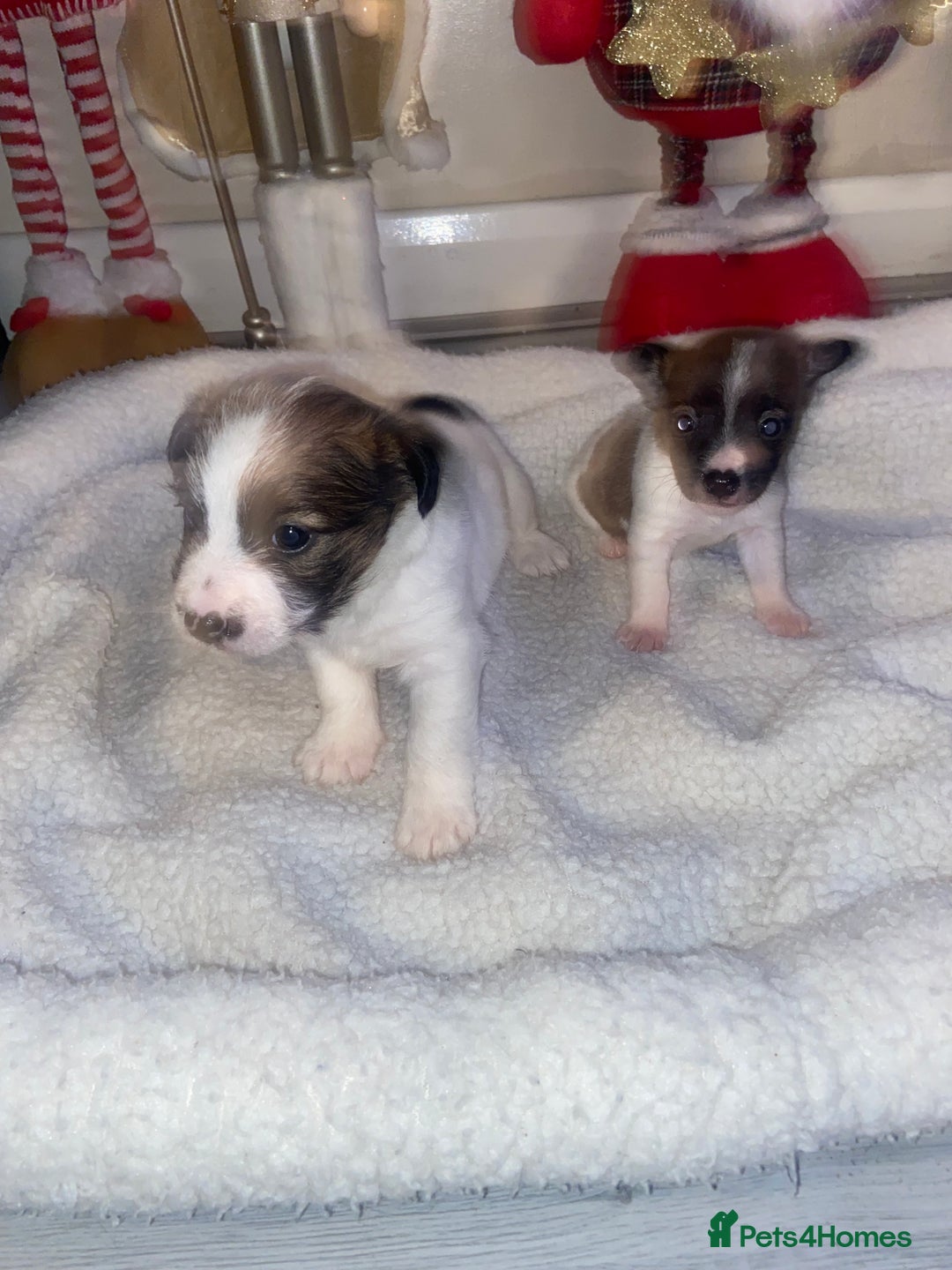 Jack Russell dogs for sale: Beautiful jackrussels pup - Advert 6