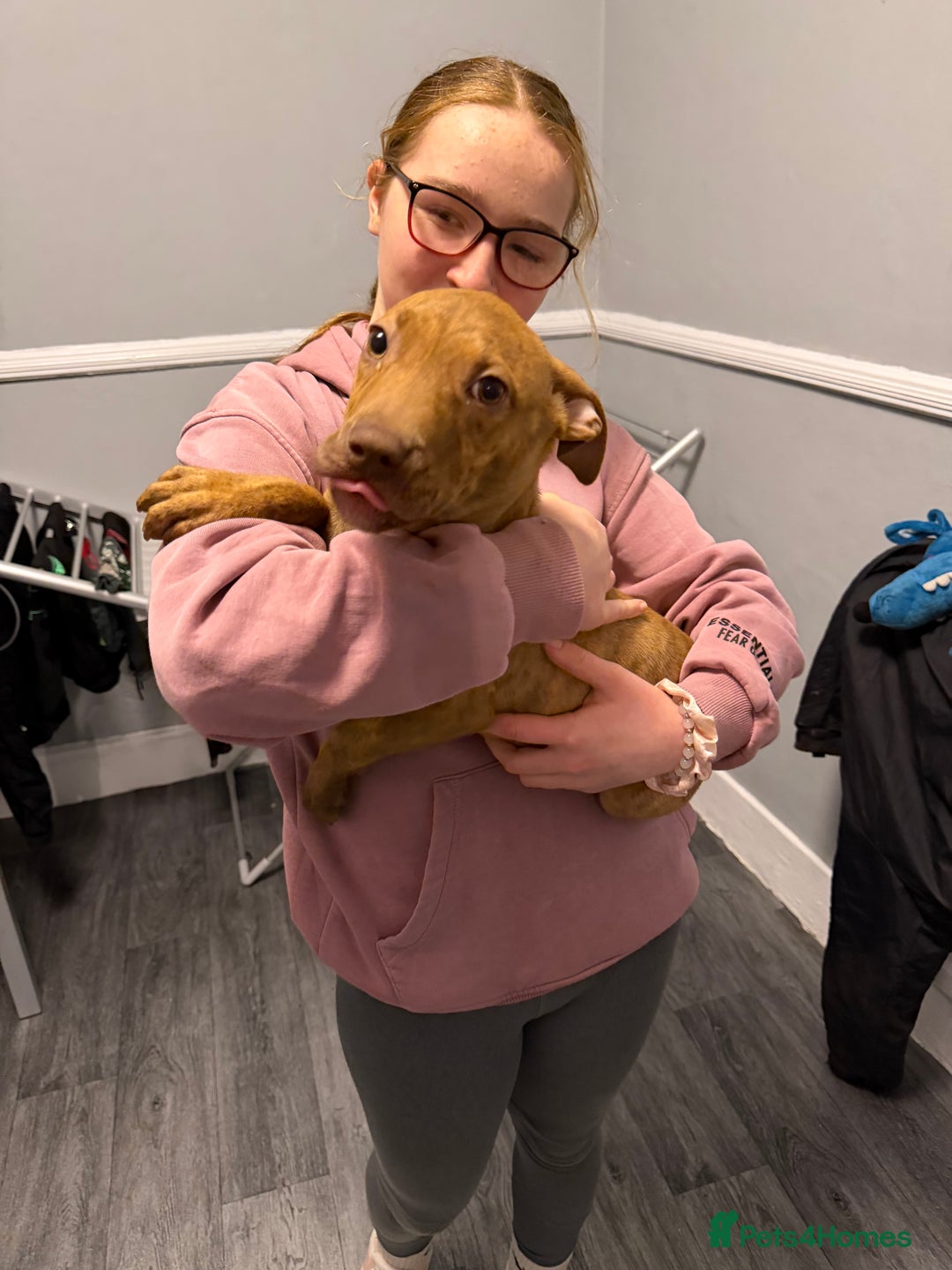 Staffordshire Bull Terrier dogs for sale: Female staff puppy - Advert 8