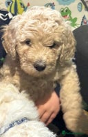 Goldendoodle dogs - Advert 10