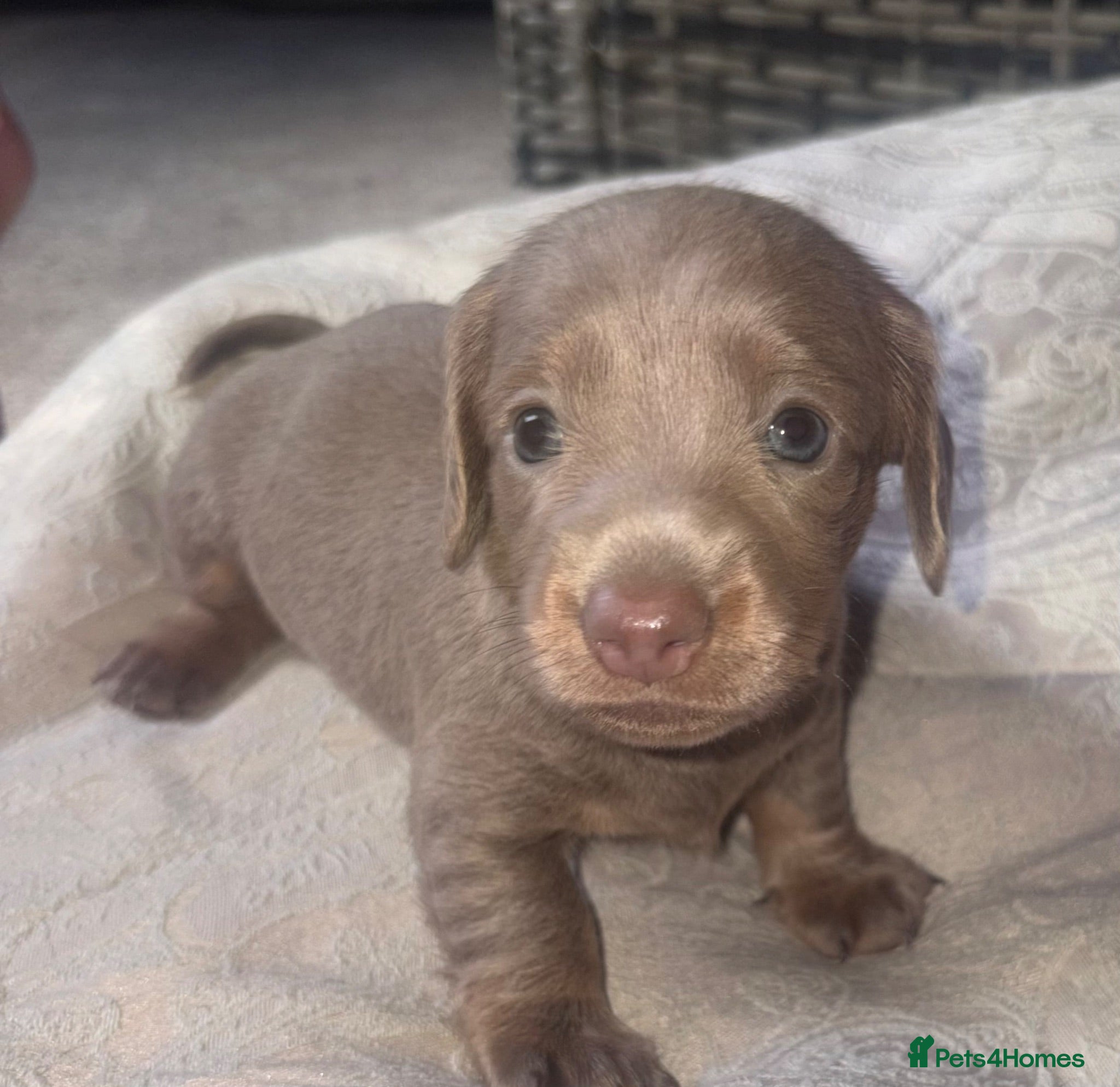 Miniature Dachshund dogs Beautiful Miniature Dachshund Puppies 🐾❤️ - Advert 1
