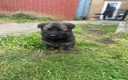 German Shepherd dogs for sale: Puppies looking for new home - Image 1