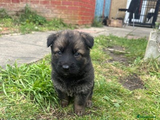 German Shepherd dogs - Advert 24