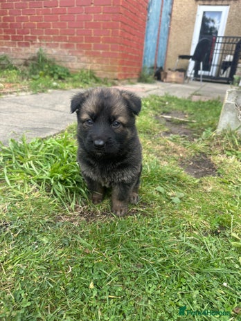 German Shepherd dogs - Advert 9