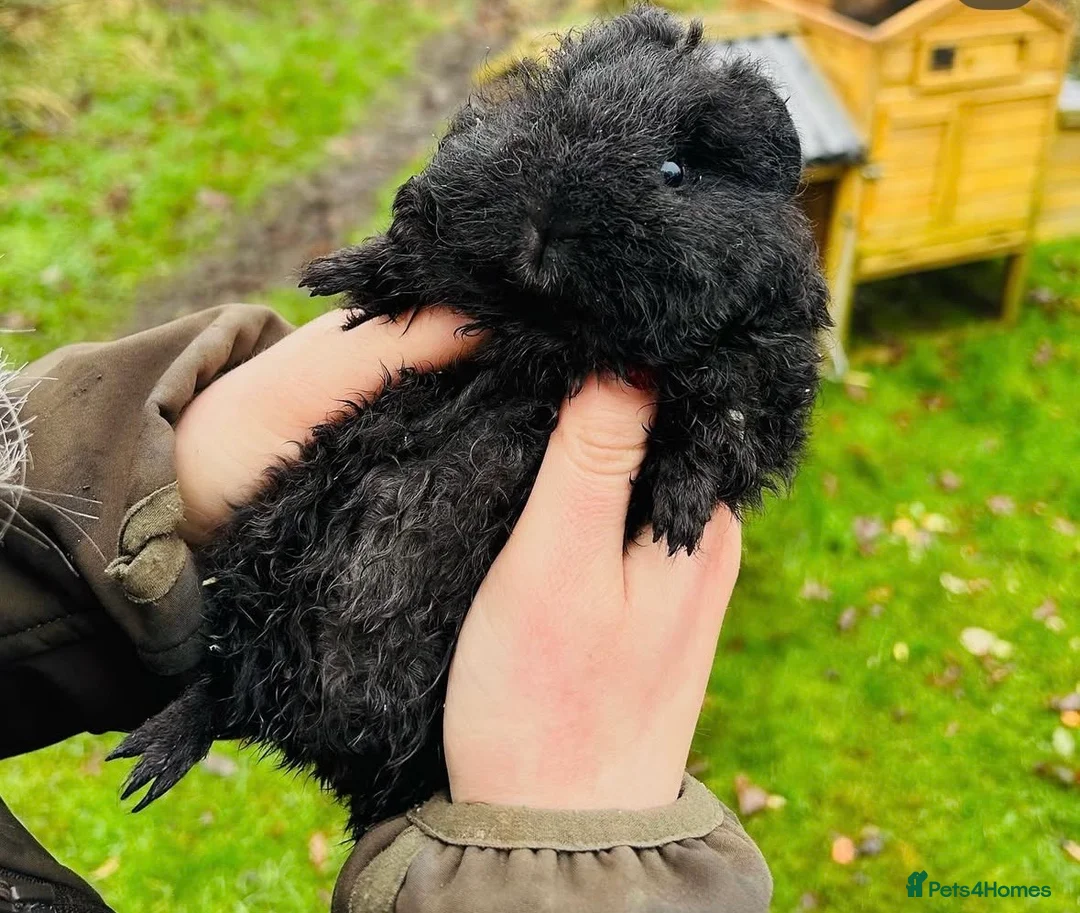 Guinea Pig rodents for sale: 2 Male Guinea Pigs. Looking for Loving Home - Advert 2