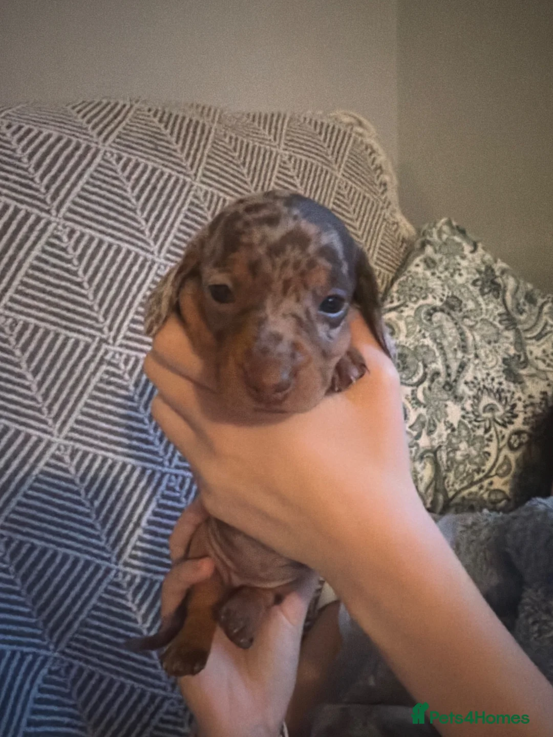 Miniature Dachshund dogs for sale: Beautiful miniature dachshund puppies  - Advert 17