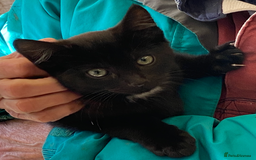 Mixed Breed cats for sale: Two black kittens available.Healthy and playful  - Image 1