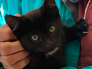 Mixed Breed cats - Advert 24