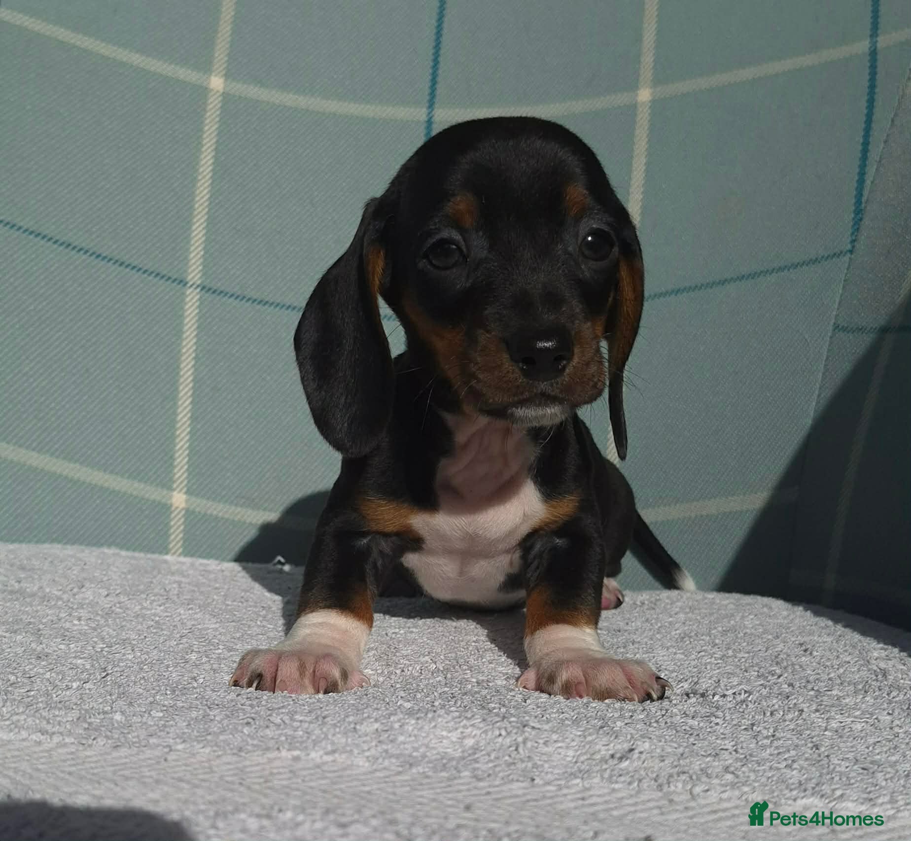 Miniature Dachshund dogs READY NOW MINIATURE DACHSHUND PUPS FOR NEW HOMES - Advert 1
