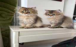 British Longhair cats for sale: Last British Longhair kitten  - Advert 24