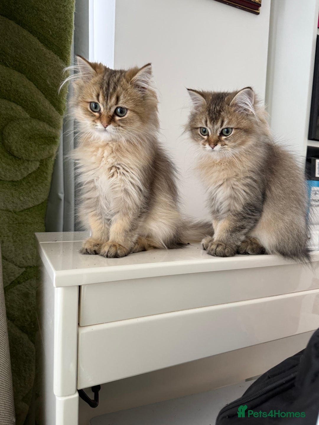 British Longhair cats for sale: Last British Longhair kitten  - Advert 24