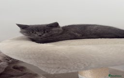 British Shorthair cats for sale: British shorthair LAST BLUE FEMALE - Advert 3