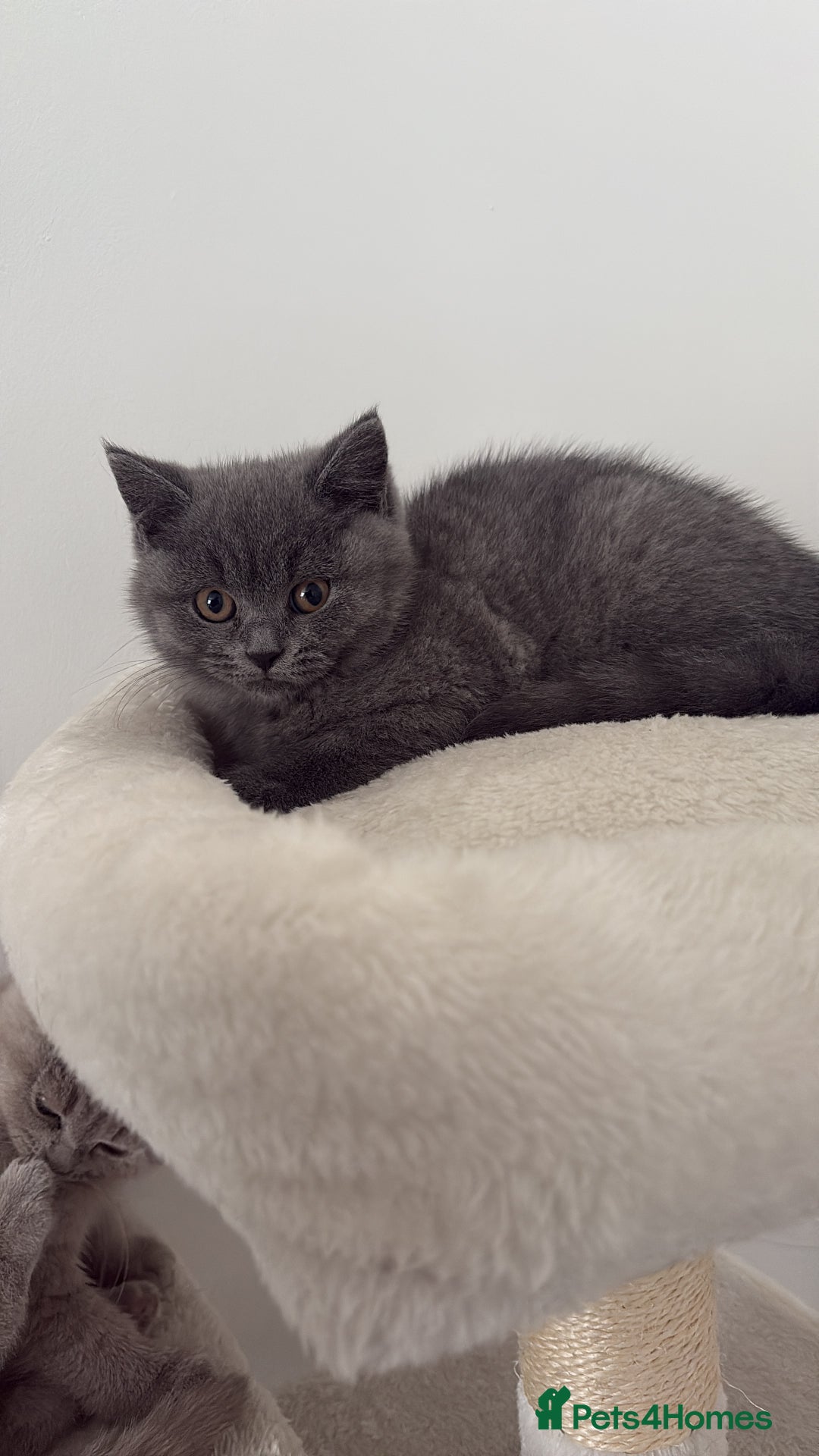 British Shorthair cats for sale: British shorthair LAST BLUE FEMALE - Advert 3