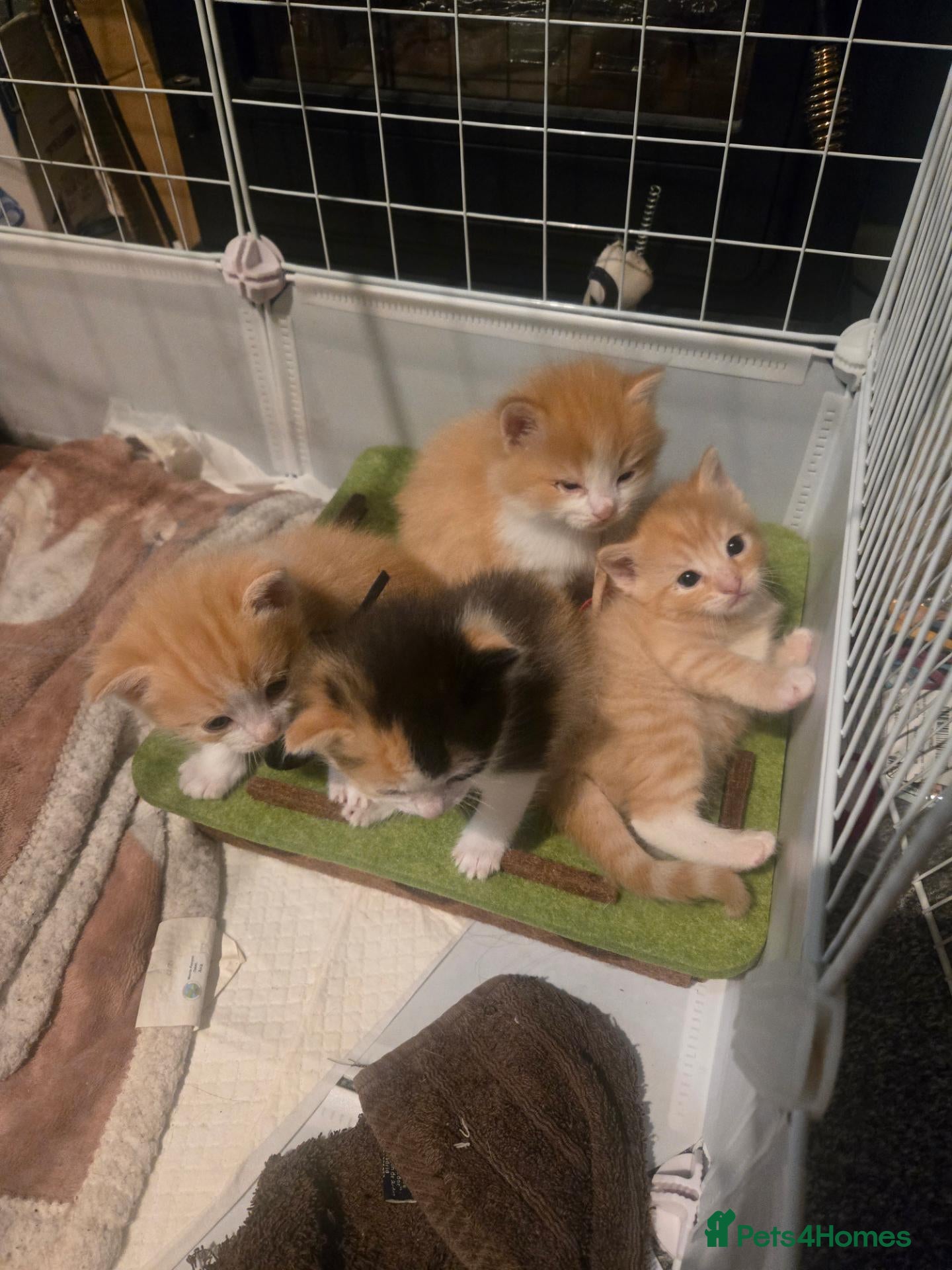 Mixed Breed cats Ragdoll/calico kittens  - Advert 16