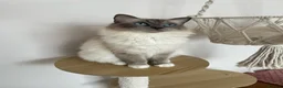 Ragdoll cats for sale: Ragdoll Kittens - ready now! 😻 in Alcester - Advert 11
