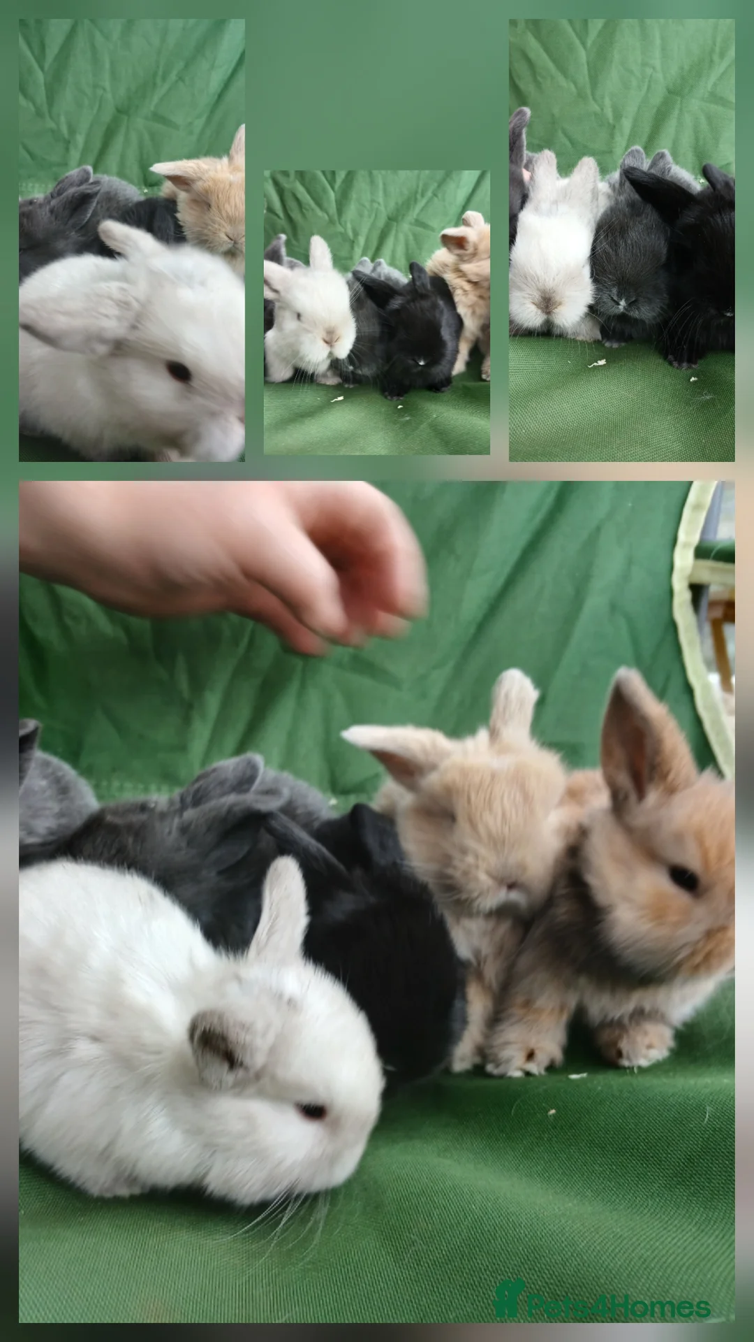 Mini Lop rabbits for sale: Beautiful mini lops  - Advert 2
