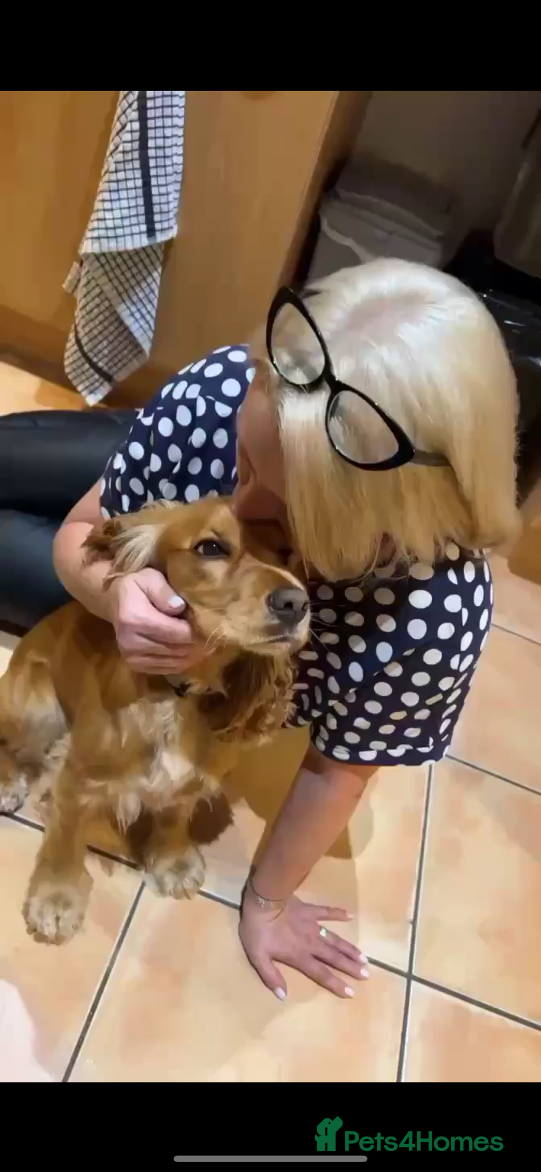 Cocker Spaniel dogs for sale: Meet Daisy – looking for her forever home❤️ - Advert 9