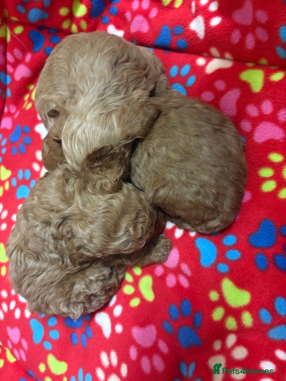 Cockapoo dogs for sale: 2 F1B cockapoo puppies 💖💙 - Advert 9