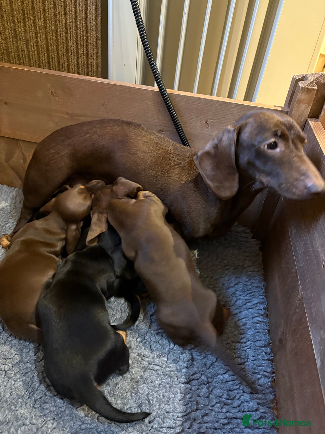 Miniature Dachshund dogs for sale: 🐾MINIATURE SMOOTH HAIRED DACHSHUND PUPPIES🐾 - Advert 10