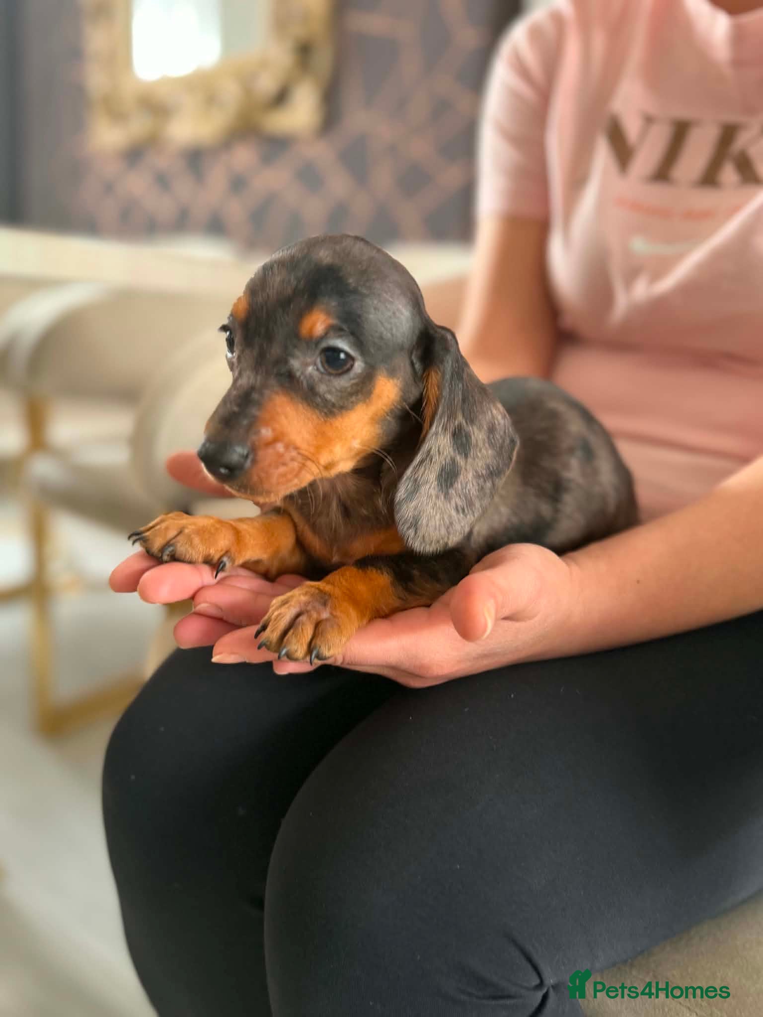 Miniature Dachshund dogs Miniature dachshund  - Advert 3