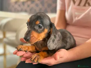 Miniature Dachshund dogs Miniature dachshund - Advert 3