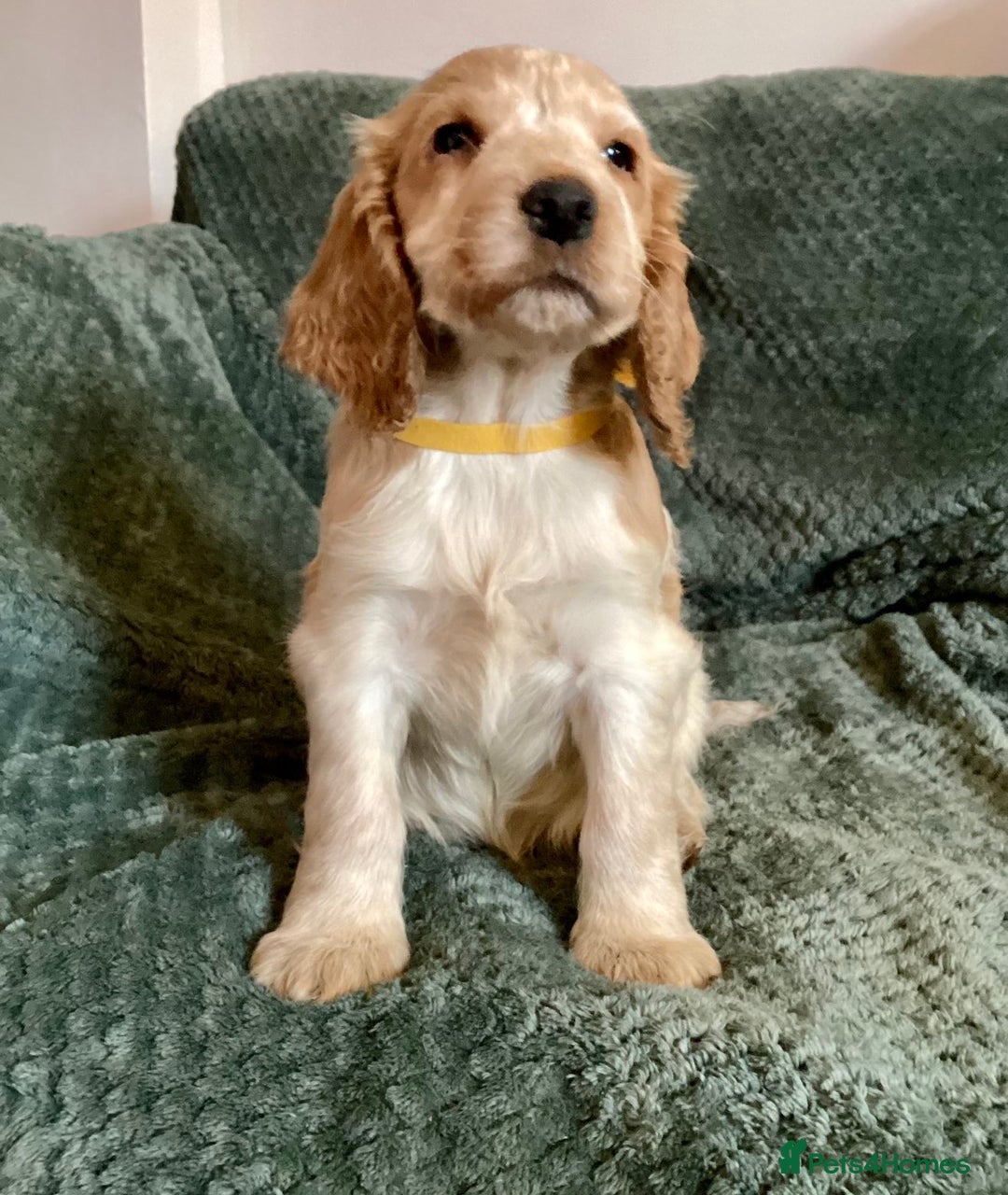 Cocker Spaniel dogs for sale: Cocker Spaniel Pups  - Advert 7