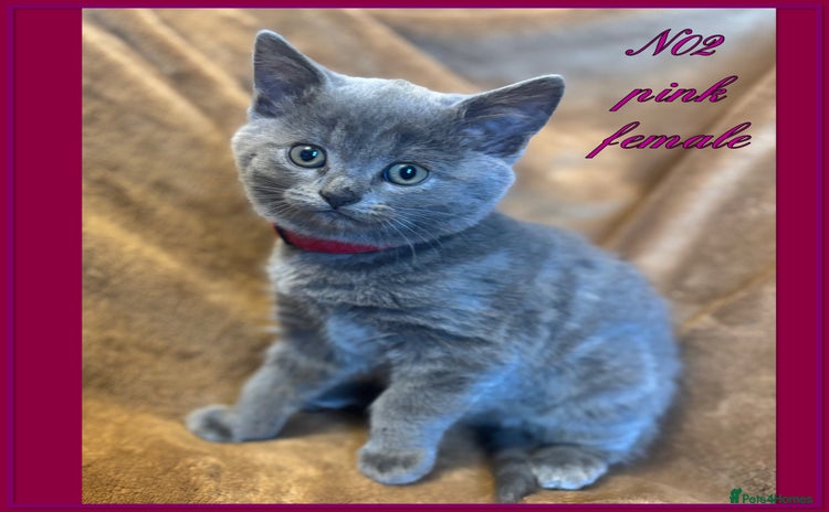 Mixed Breed cats - Advert 1