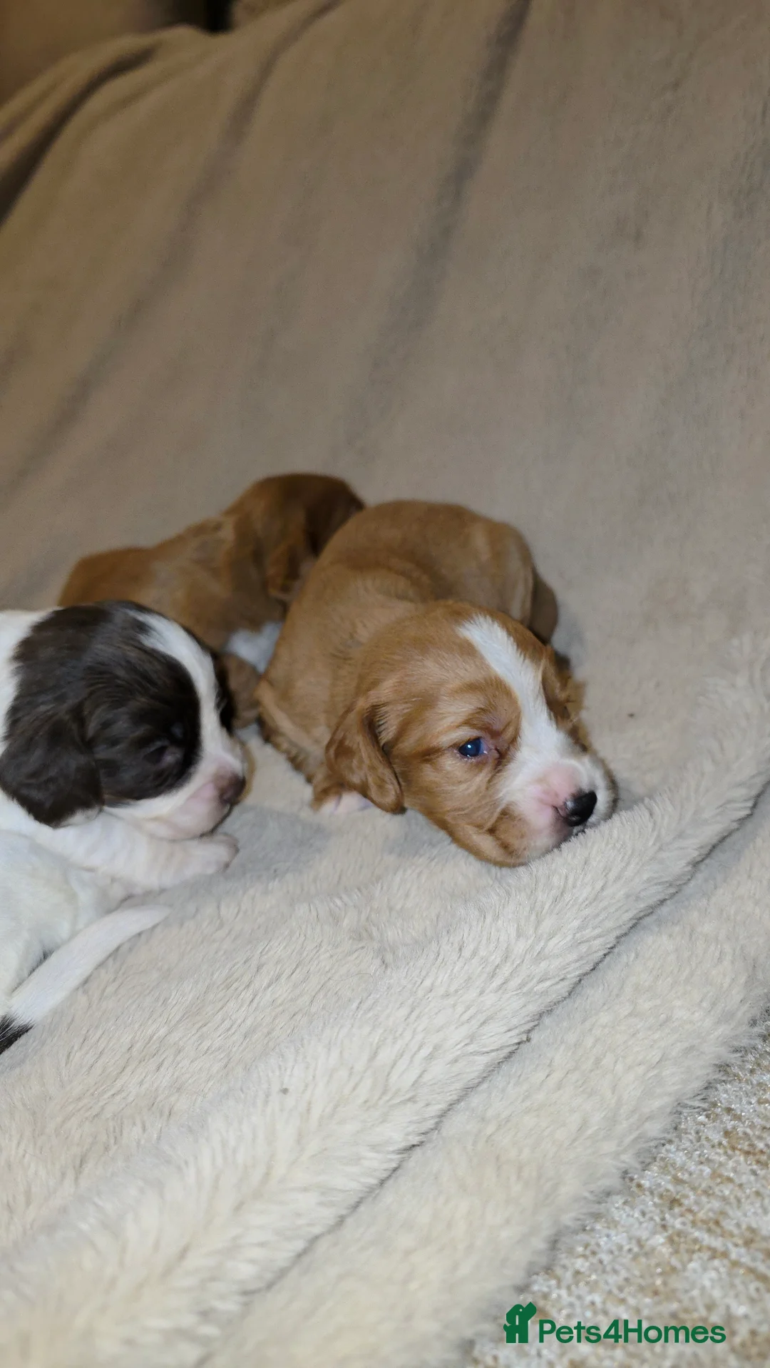 Cocker Spaniel dogs for sale: Cocker spaniel pups ready NEXT WEEK - Advert 21