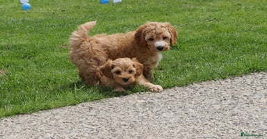 Cockapoo dogs - Advert 4