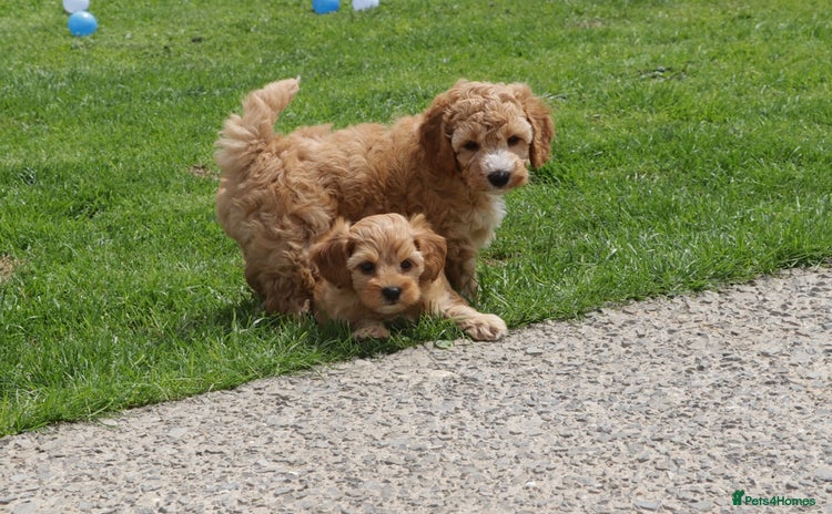 Cockapoo dogs - Advert 16
